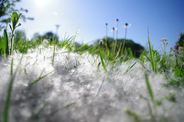 Get the Scoop on Spring Allergies