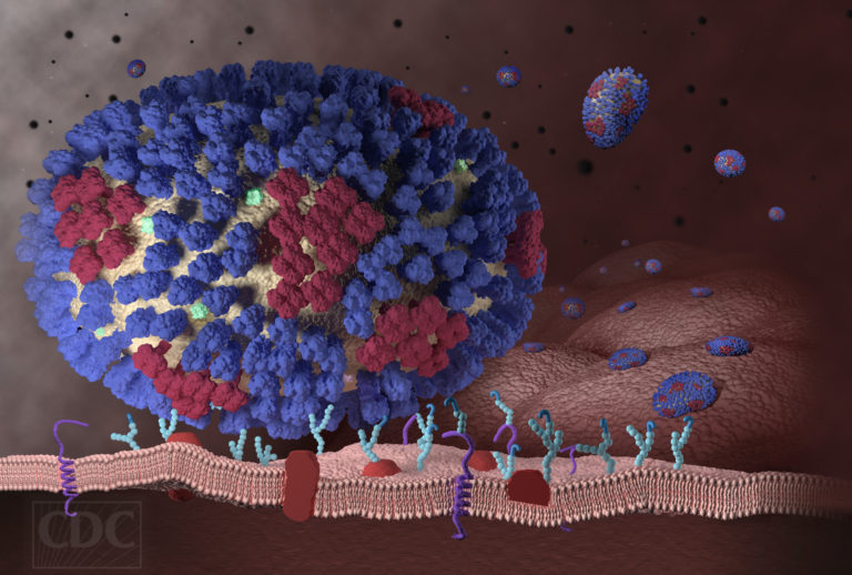 New Mechanism to Control Human Viral Infections Discovered