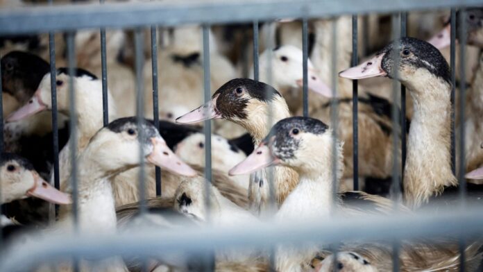 France mandates mRNA injections and booster for ducks