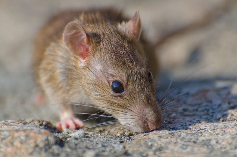 Major cold and flu medications recalled after rodent feces discovery sparks Salmonella fears